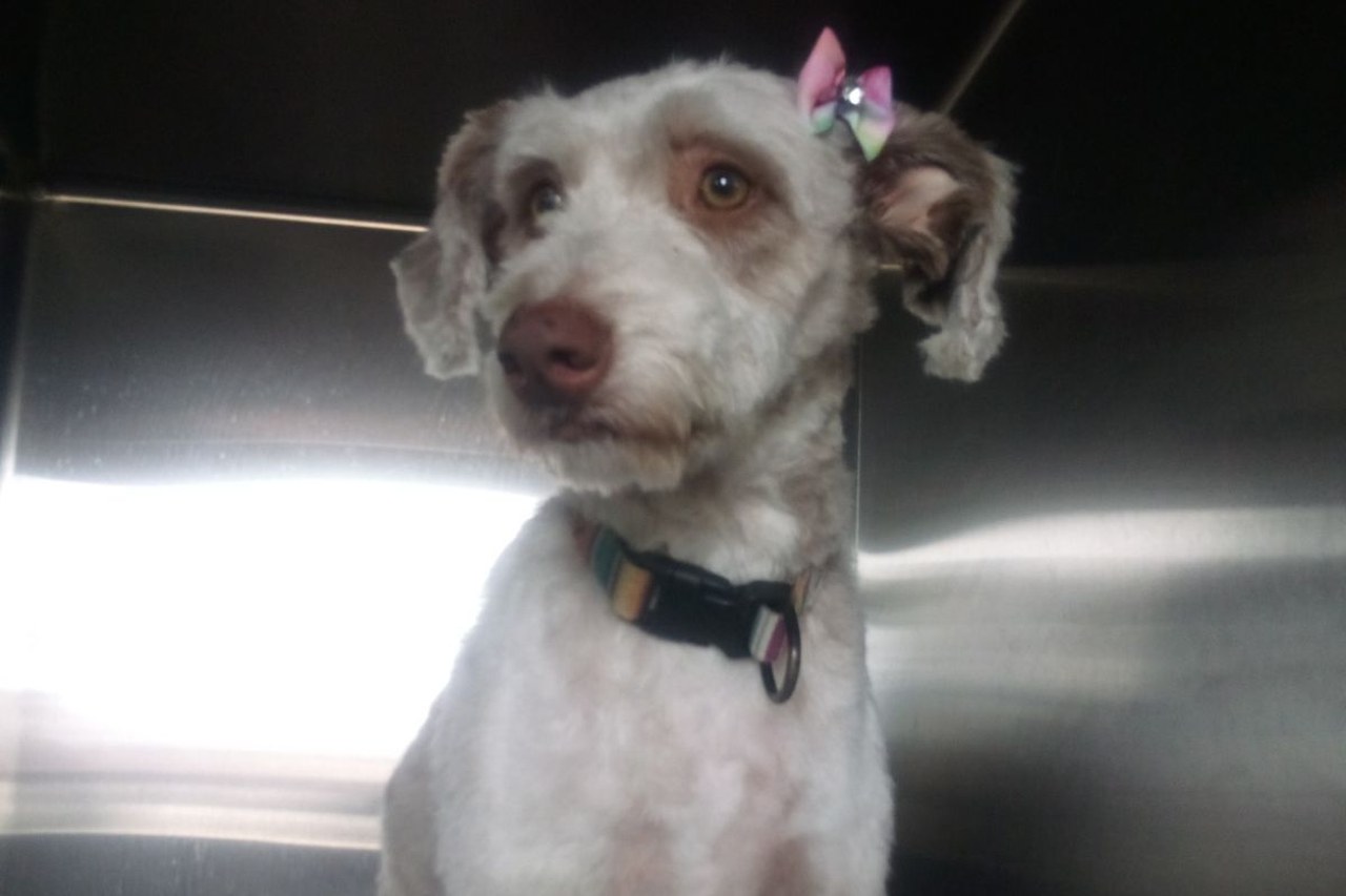 A freshly bathed doodle wearing a pastel bow in the studio tub