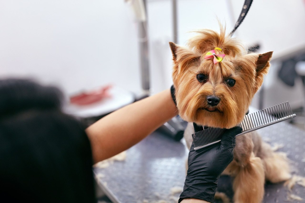 A groomer works a steel comb through a Yorkshire terrier's coat on the table