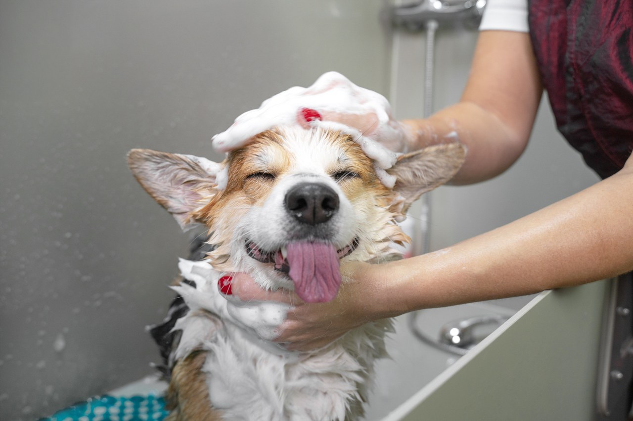 A corgi being lathered with shampoo during a bath and brush appointment
