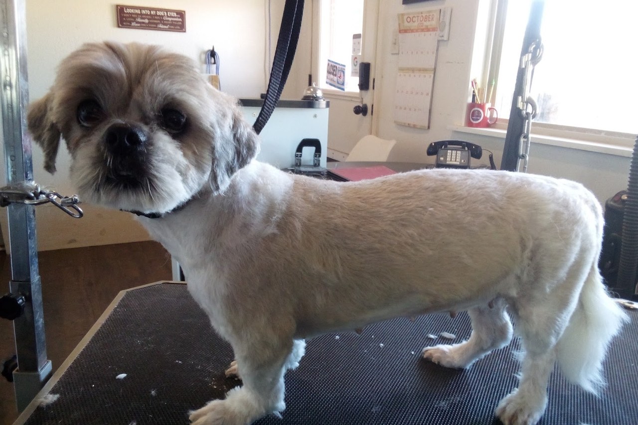 A shih tzu standing on the grooming table after a full haircut and tidy up
