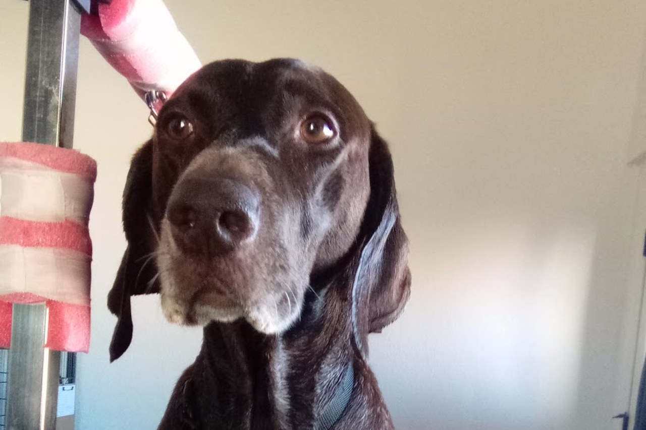 A German shorthaired pointer waiting on the grooming table for a de-skunk bath